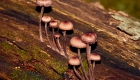 20.mushrooms 080718 - BM2A6330