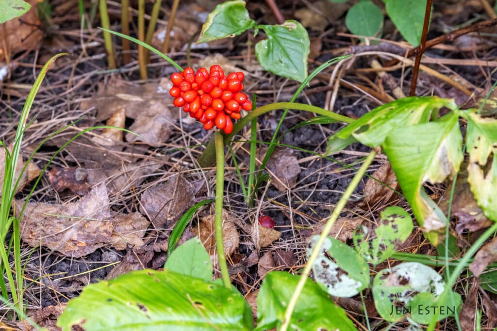 Jack-in-the-Pulpit cluster of berries