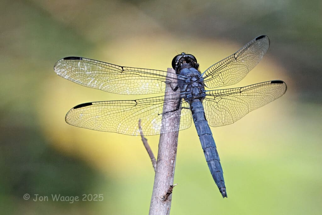 Male Slaty Skimmer (Libellula incesta)