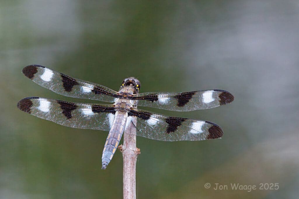 Male Twelve-spotted Skimmer (Libellula pulchella)