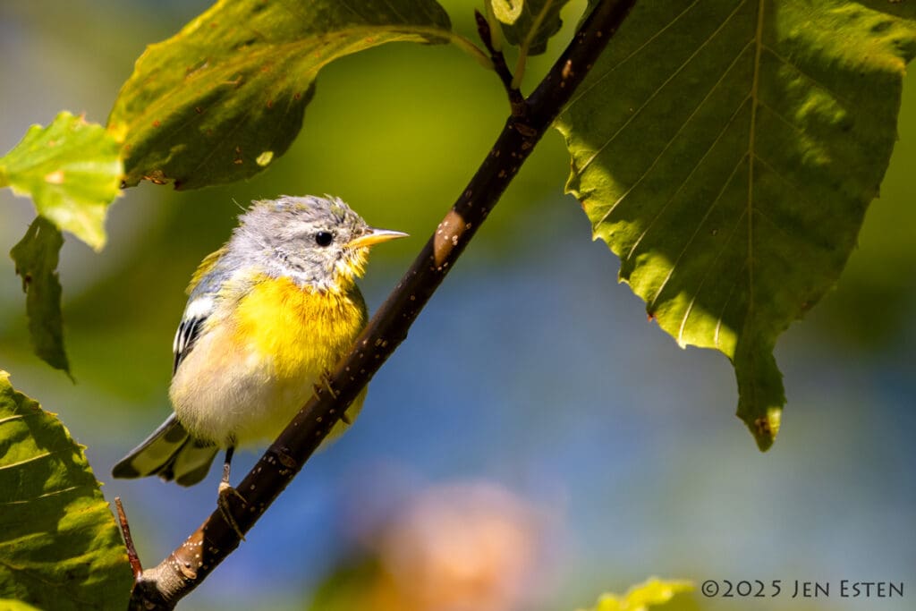 Yyoung Northern Parula