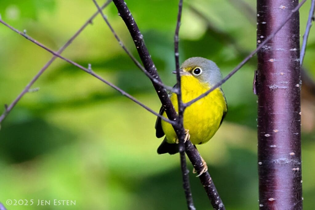 So is this Canada Warbler.